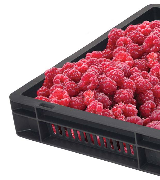 Berry-growers-love-our-GoBox-1230-raspberry-tray
